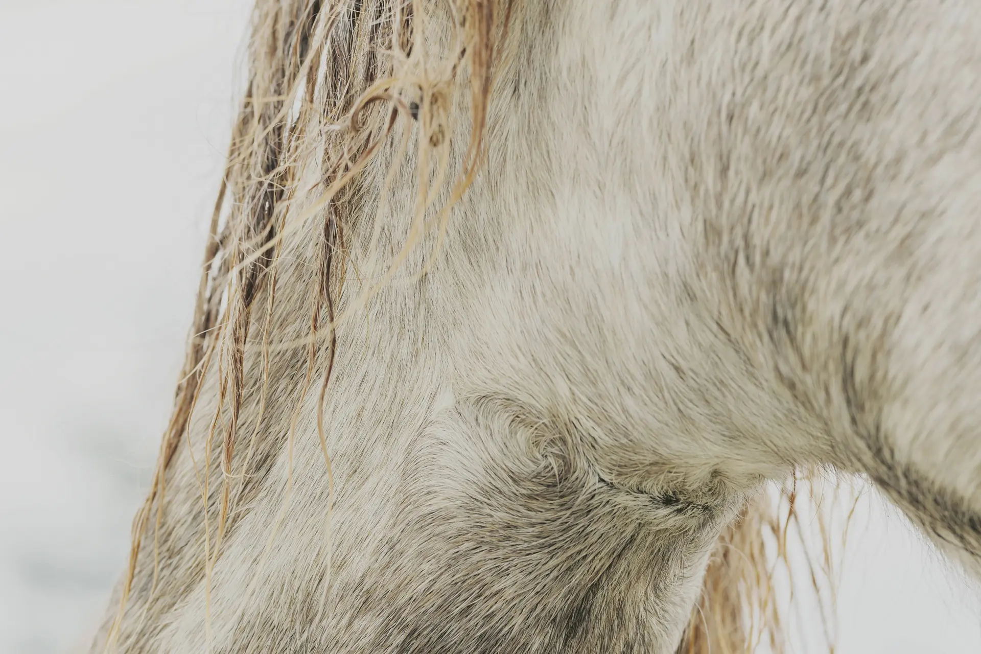 image de Cavalières