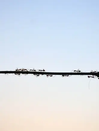 6839e9af50860_comment_les_fourmis_mapado.jpeg